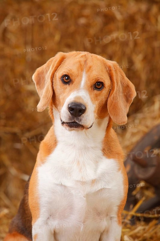 Beagle