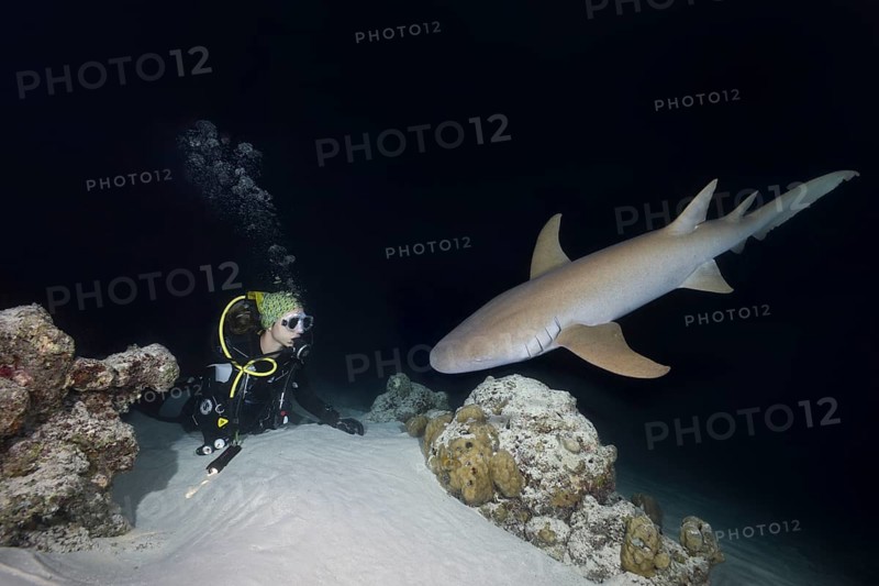 Female scuba diver looks at shark in the night