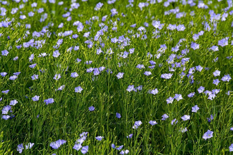 Flax field (Linum usitatissimum) in flower
