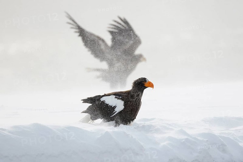 Steller's sea eagle (Haliaeetus pelagicus) in the snow