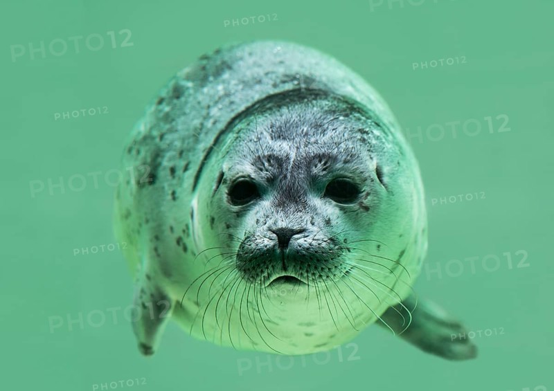 Young Harbor seal (Phoca vitulina) diving in water basin