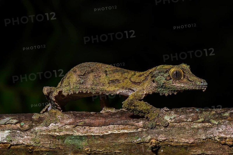 Mossy leaf-tailed gecko (Uroplatus sikorae)
