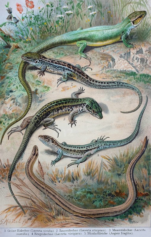 Historical image of various lizards