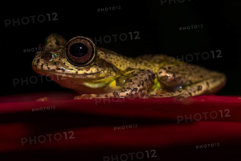 Madagascar frog (Boophis idae) sits on leaf