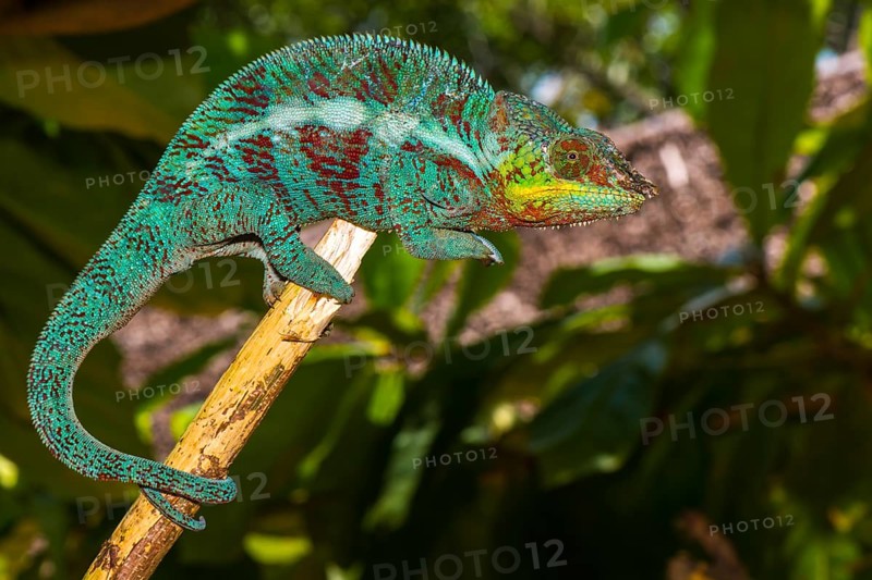 Panther chameleon (Furcifer pardalis)