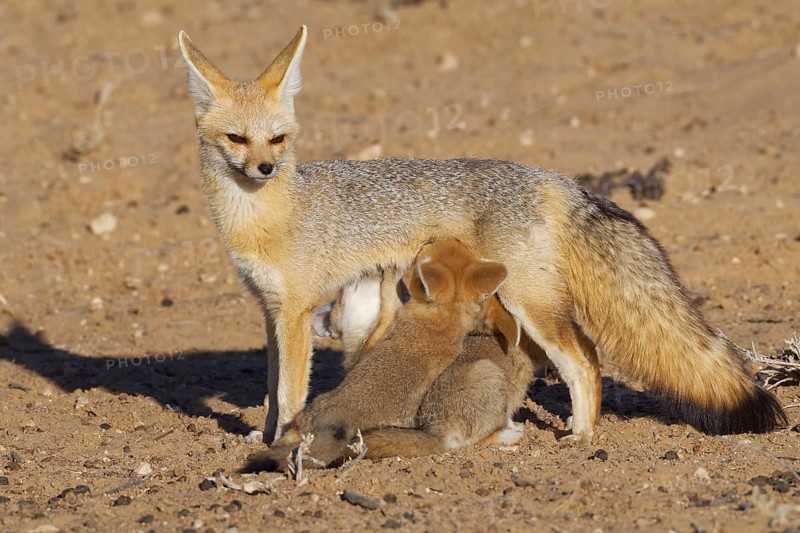 Cape foxes (Vulpes chama)