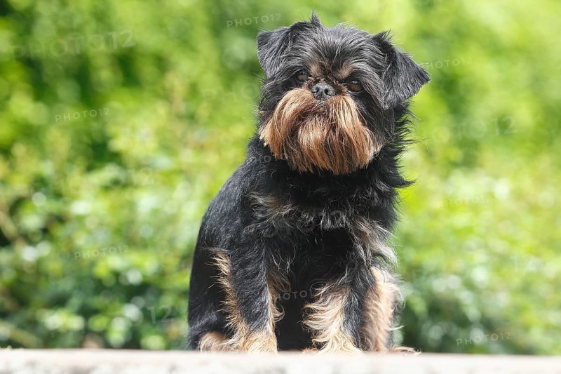 Griffon Bruxellois