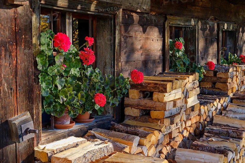 Geraniums and firewood in front of an old farm