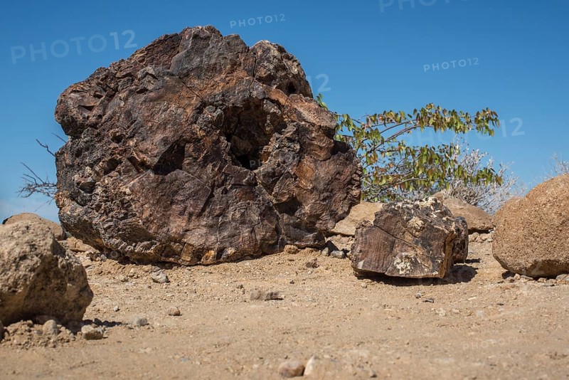 Petrified tree trunk