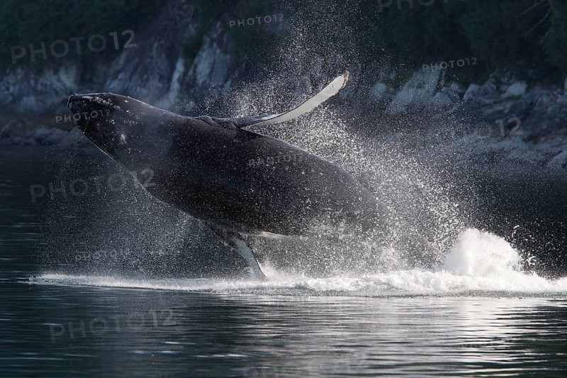 Jumping Humpback whale (Megaptera novaeangliae)