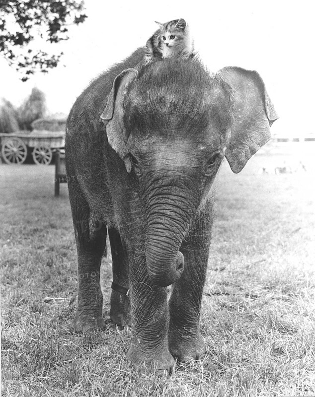 Kitten sits on elephant