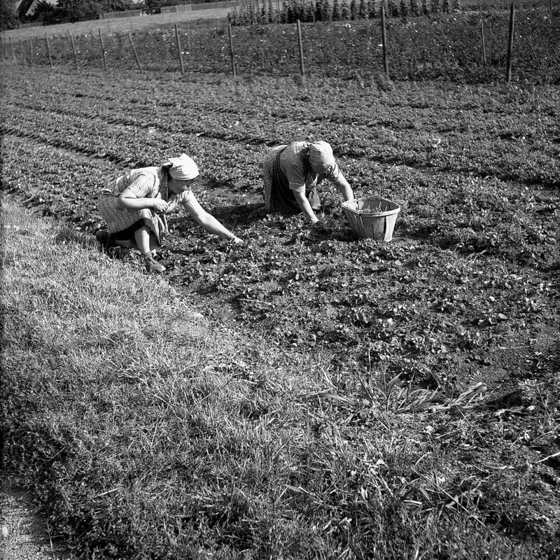 Women harvest vegetables