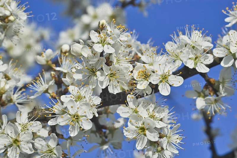White blossoms