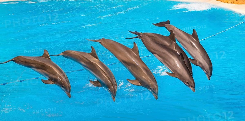 Bottlenose dolphins (Tursiops truncatus) jump out of the water