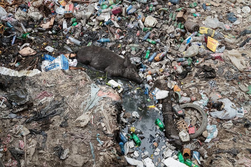 Pigs lying in garbage