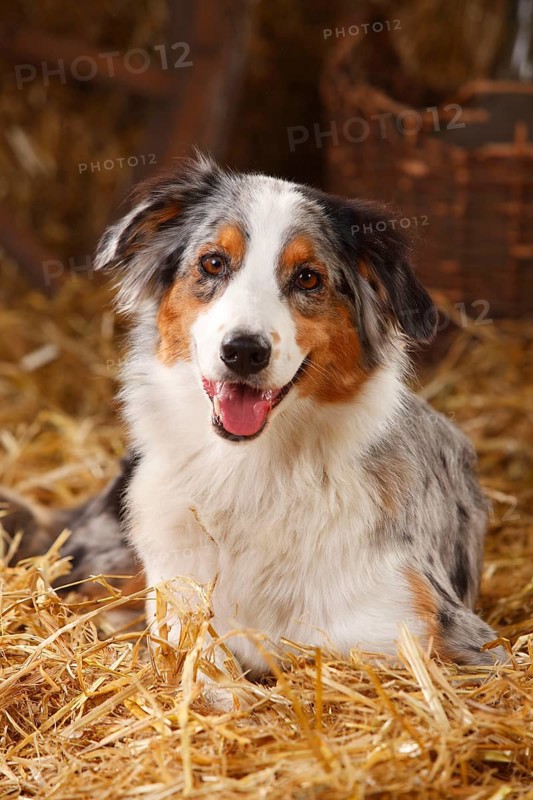 Australian Shepherd