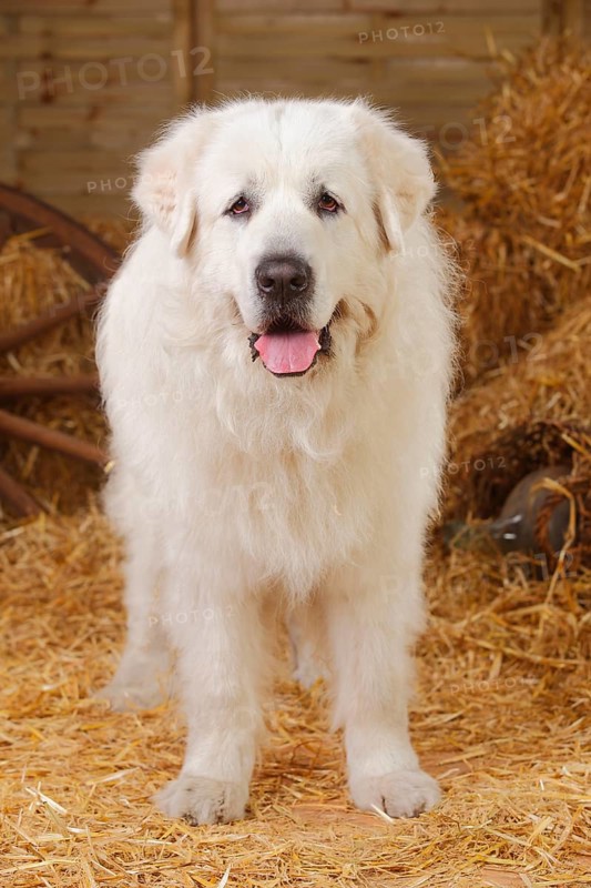 Pyrenean mountain dog