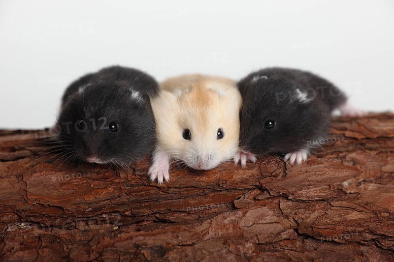 Djungarian hamsters (Phodopus sungorus)