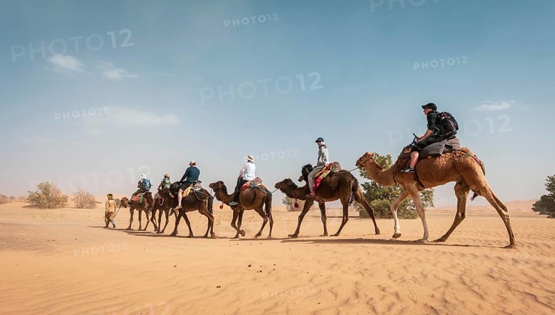 Caravan with dromedaries (Camelus dromedarius)