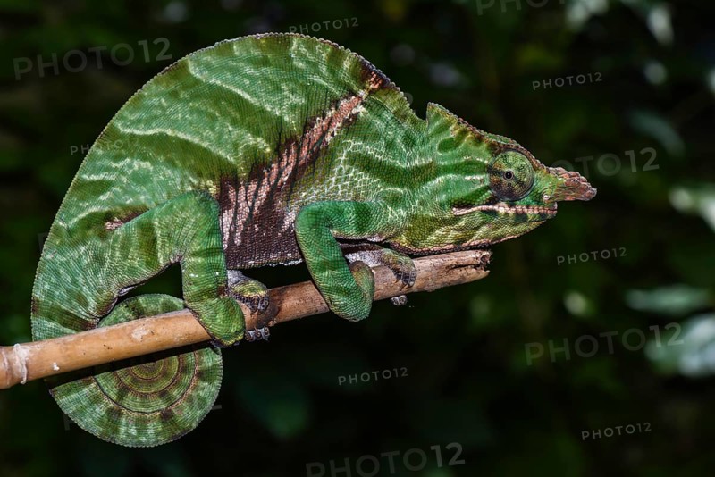 Biporn Chameleon (Furcifer balteatus)