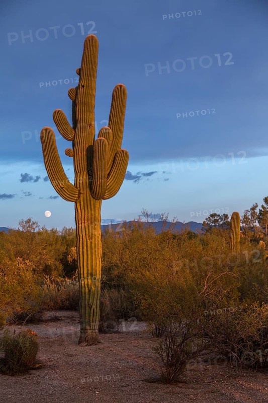Saguaro in the evening light