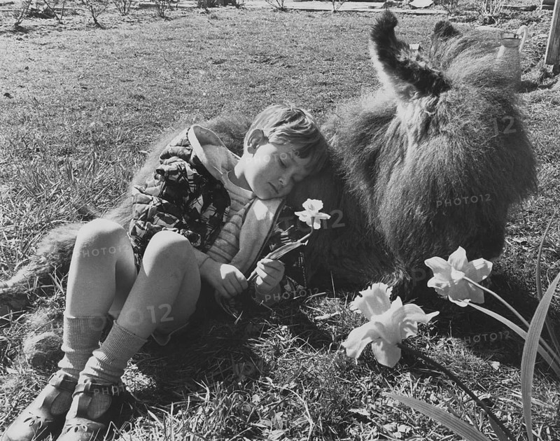 Boy sleeps on a donkey