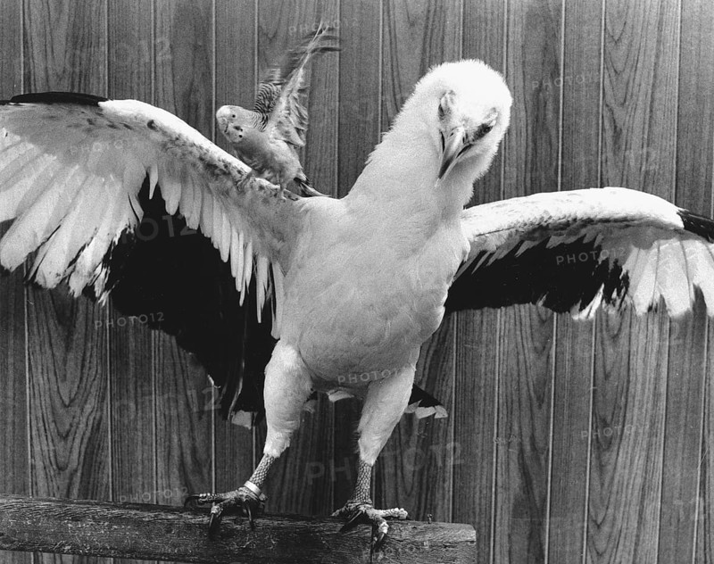 Eagle with parakeet