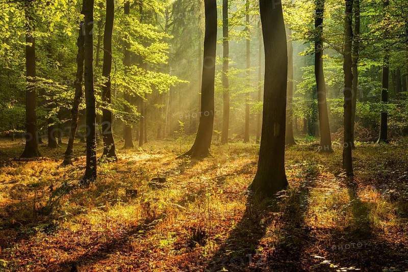 Natural deciduous forest of oak and beech trees on the Finne mountain range in the morning light