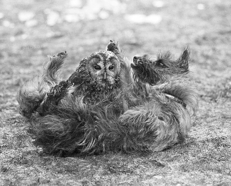 Dog with owl