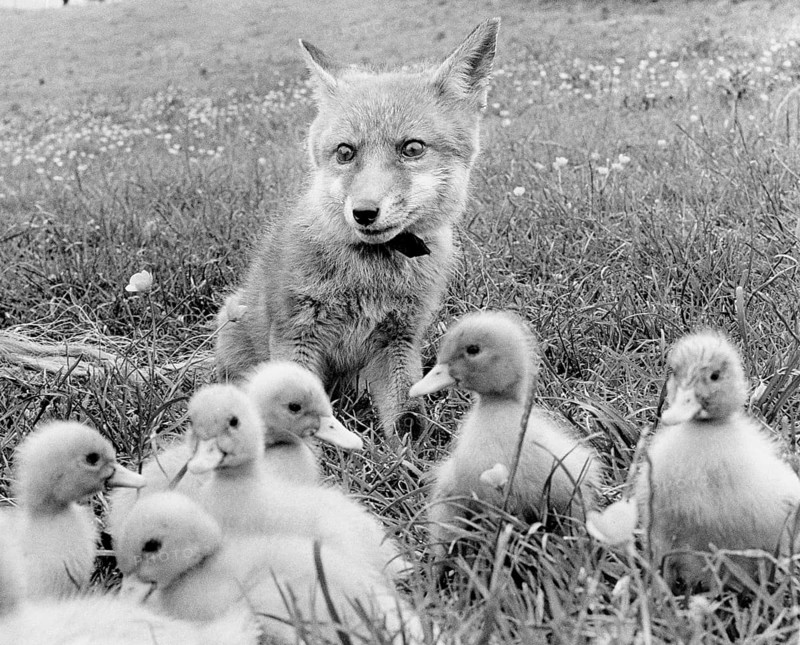 Fox and small ducks