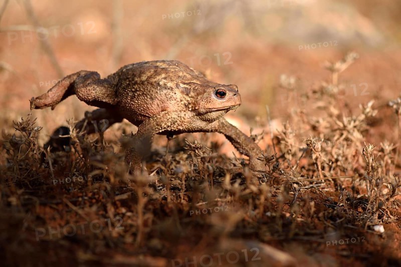 Large female of common toad (Bufo bufo spinosus)
