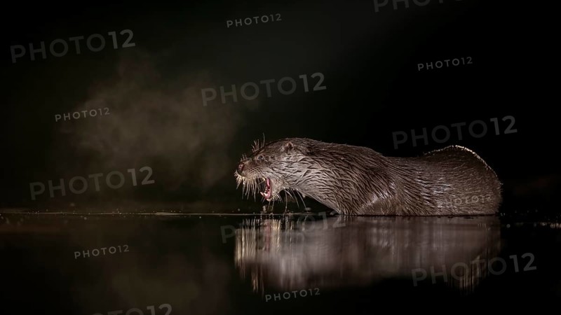 European otter (Lutra lutra) on night hunting in the water