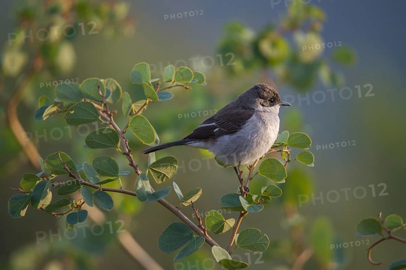 Southern Fiscal Shrike (Lanius collaris) sits on branch