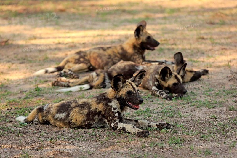 African wild dogs (Lycaon pictus)