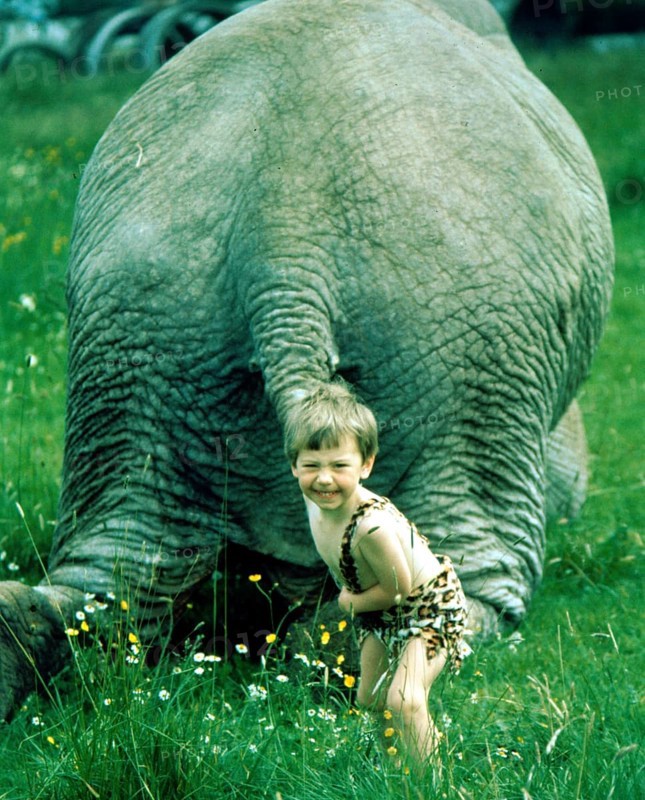 Child pulls elephant on tail