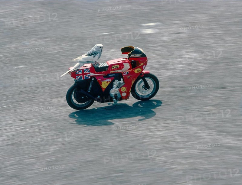 Budgie rides motorcycle