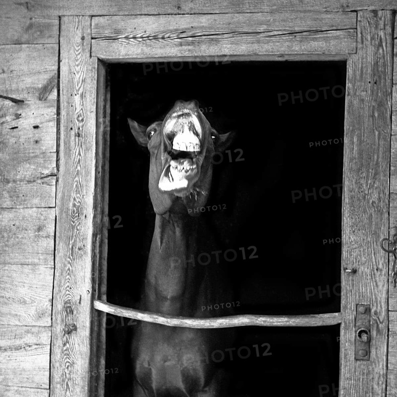 Horse with open mouth in a stable