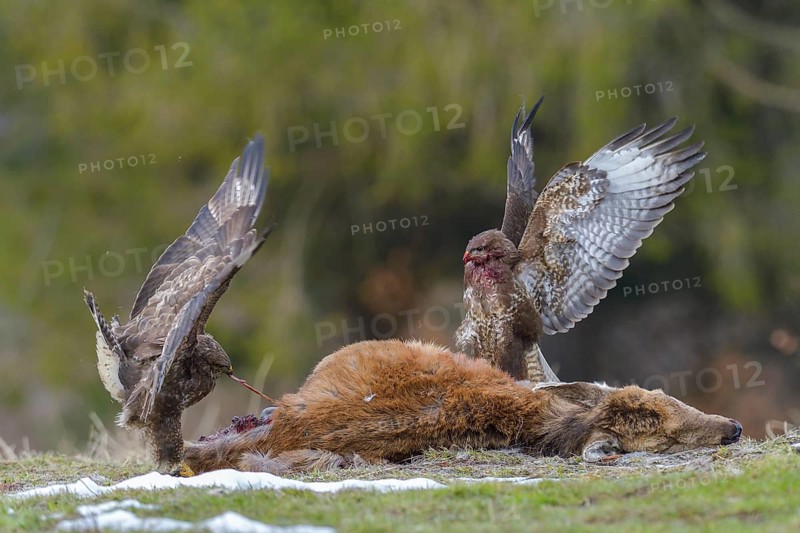 Steppe buzzards (Buteo buteo) on carcass of a young red deer