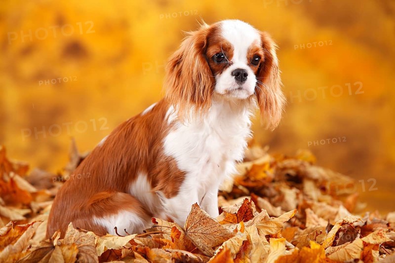 Cavalier King Charles Spaniel