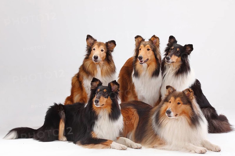 Longhair collies