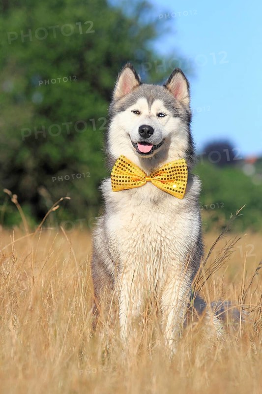 Siberian Husky Malamute half breed