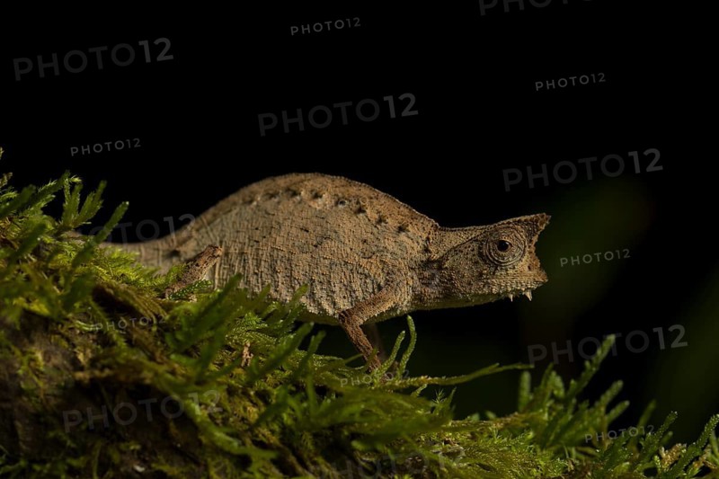 Earth chameleon (Brookesia superciliaris) on moss