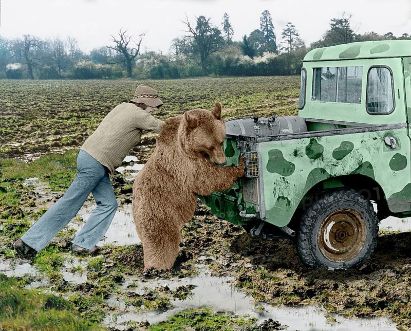 Bear pushes a car with two men