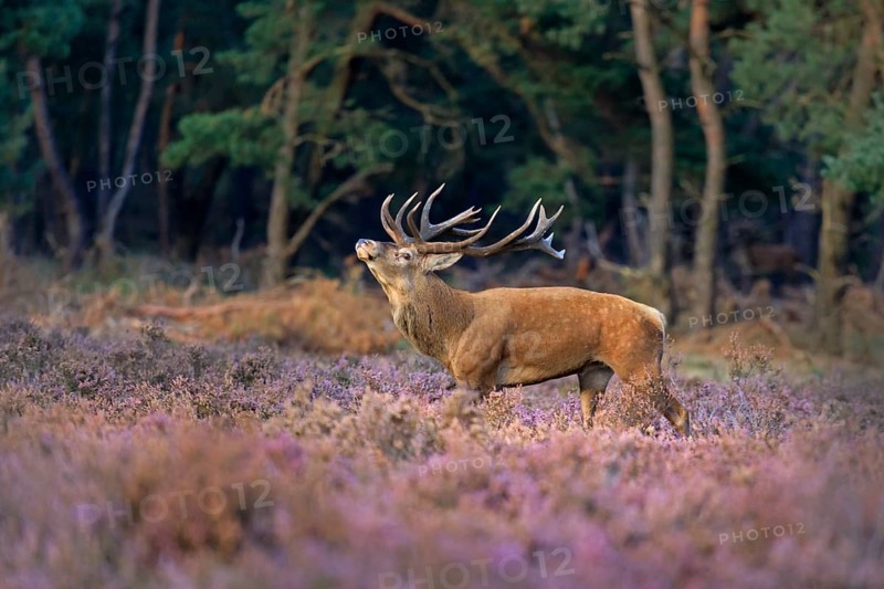 Red deer (Cervus elaphus) between Heathers (Calluna vulgaris) at the edge of the forest