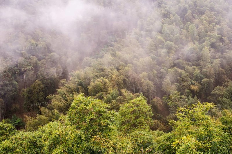 Bamboo forest in the fog