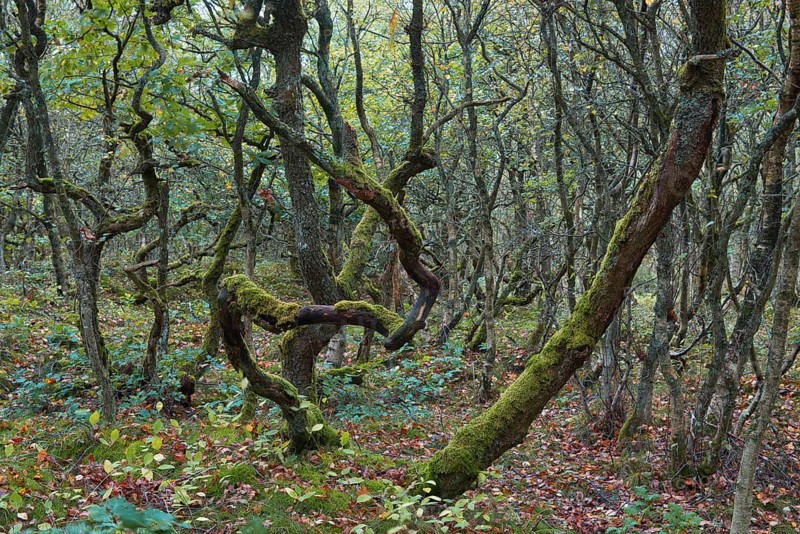 Forest with crooked Oaks (Quercus)