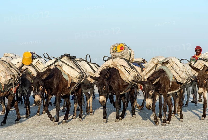 Donkeys transport salt blocks from the salt mines