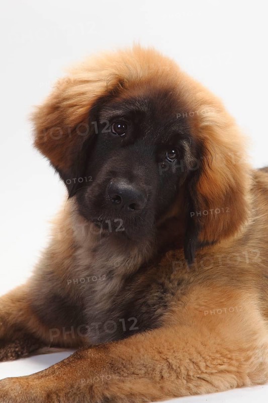 Leonberger