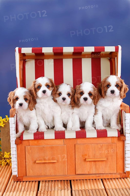 Cavalier King Charles Spaniel