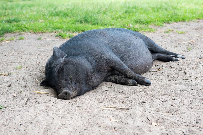 Black mini pig
